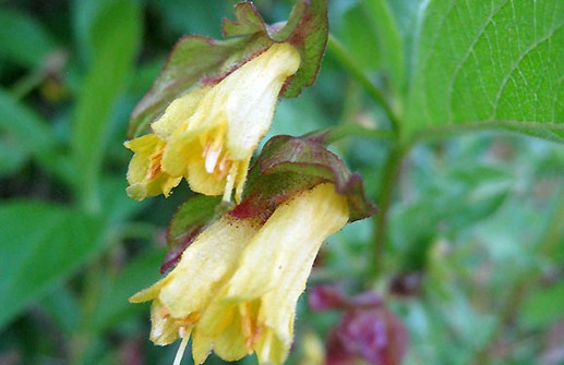 Skärmtry 'Lycksele', blomma