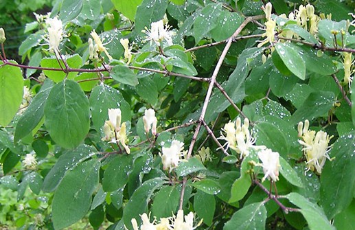 Koreatry 'Kristall', blomma