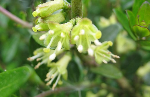 Myrtentry 'Ernest Wilson', blomma