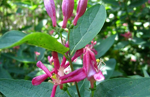 Rosentry 'Zabelii', blomma