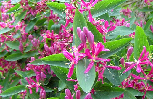 Rosentry 'Zabelii', blomma