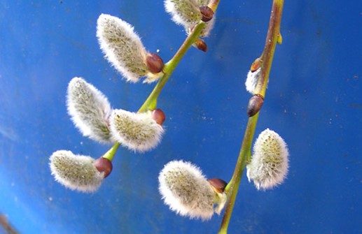 Hängsälg 'Kilmarnock'