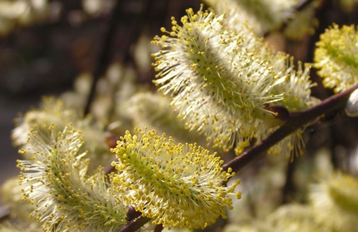 Hängsälg 'Kilmarnock', blomma