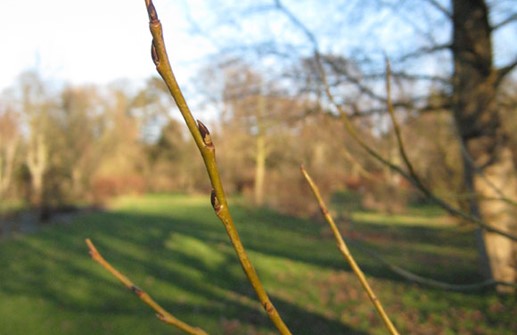 Klotpil 'Bullata', vårskott