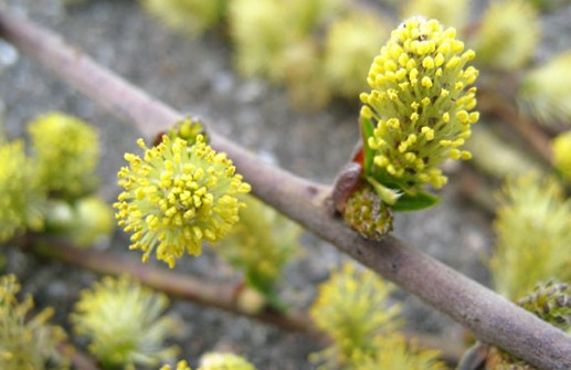 Krypvide 'Green Carpet', blomma