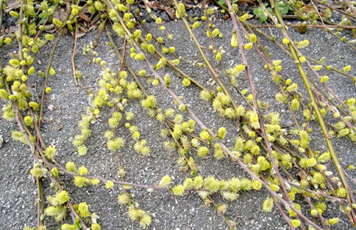 Krypvide 'Green Carpet', blomma