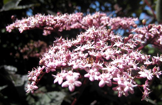 Fläder 'Black Lace', blomma