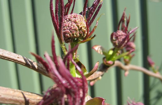 Fläder, blomknopp