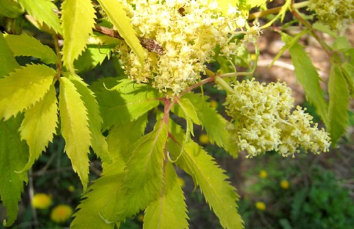 Druvfläder 'Sutherland Gold', blomma