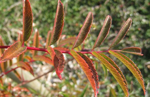 Japansk rönn 'Carmencita', blad