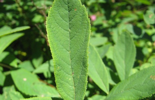 Klasespirea, blad