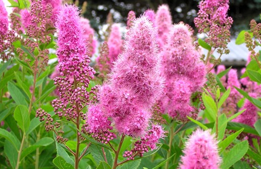 Klasespirea, blommor