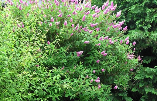 Klasespirea