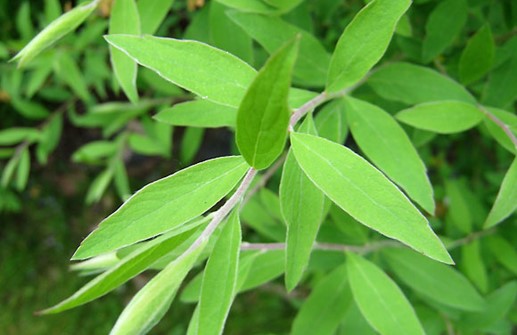 Norskspirea 'Grefsheim', blad