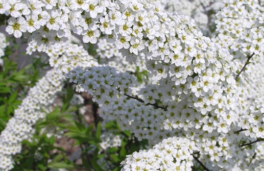 Norskspirea 'Grefsheim', blomma