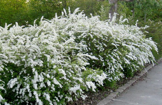 Norskspirea 'Grefsheim'