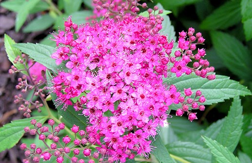 Rosenspirea 'Anthony Waterer', blomma och blad