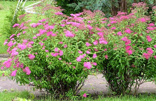 Rosenspirea 'Anthony Waterer'