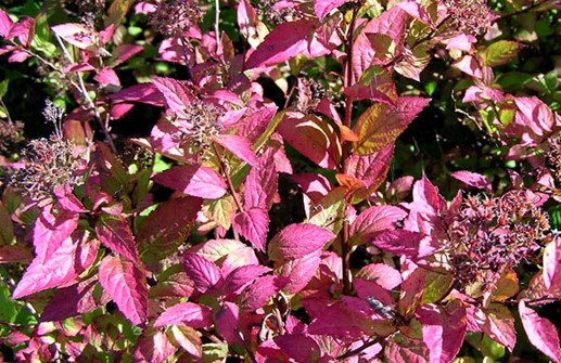 Praktspirea 'Firelight, höstfärger