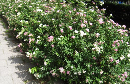 Praktspirea 'Genpei'