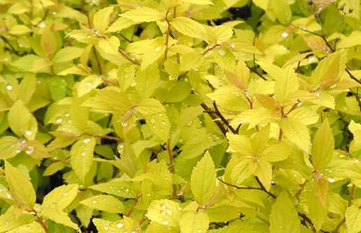 Praktspirea 'Goldmound'