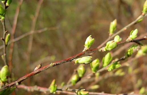 Praktspirea, vårskott