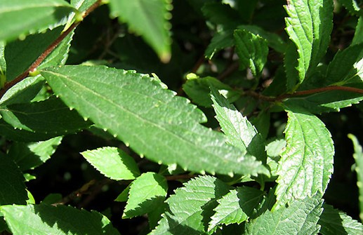 Praktspirea, blad