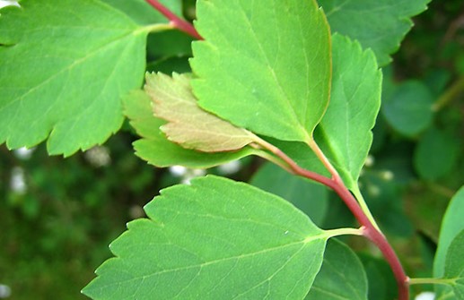 Bukettspirea, blad