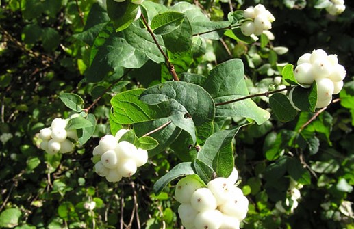 Snöbär, gren med frukt