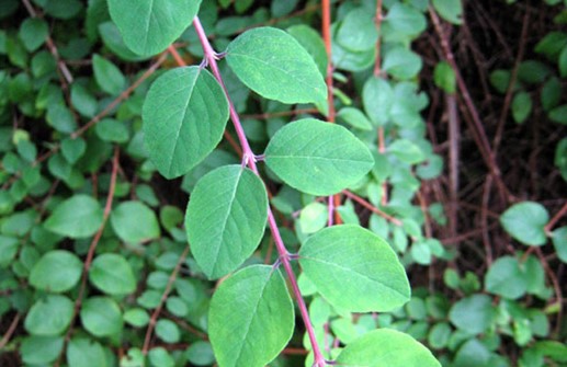 Hybridsnöbär 'Hancock', blad