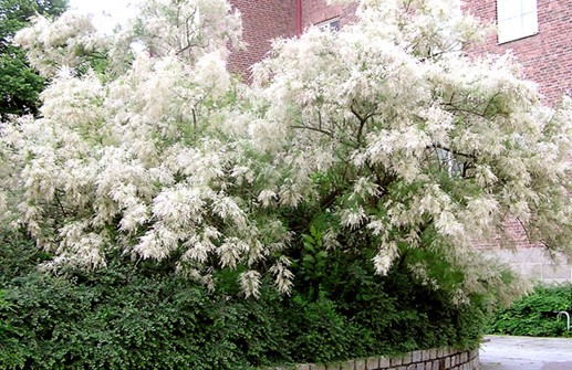 Rosentamarix 'Hulsdonk White'