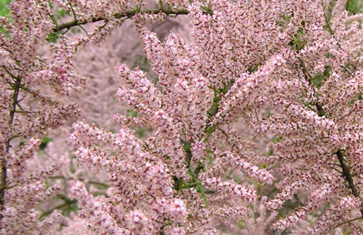 Rosentamarix 'Rosea', blommor