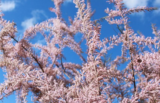 Rosentamarix 'Rosea', blommor