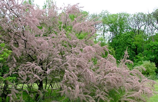 Rosentamarix 'Rosea' i vårblom