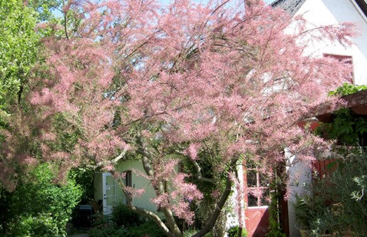 Rosentamarix 'Rosea'