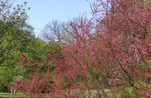 Rosentamarix 'Rosea' med tidiga blomknoppar