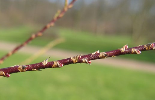 Rosentamarix 'Rosea', vårskott