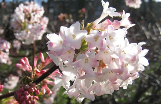 Hybridkejsarolvon, blomma