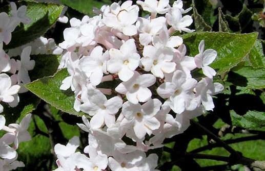 Hybridolvon, blomma