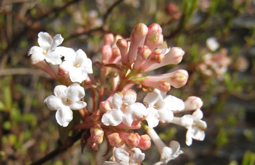 Kejsarolvon 'Fioretta', blomma