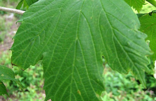 Snöbollsbuske 'Roseum', blad