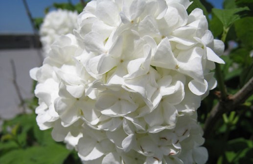 Snöbollsbuske 'Roseum', blomma
