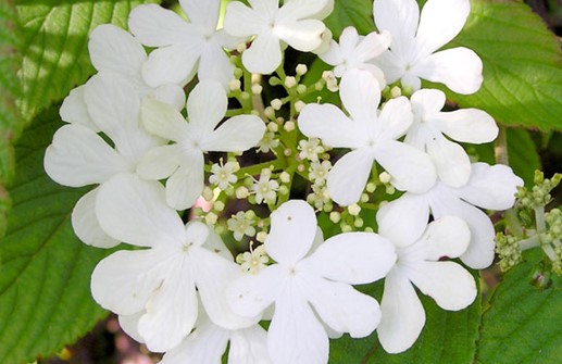 Japansk snöbollsbuske, blomma