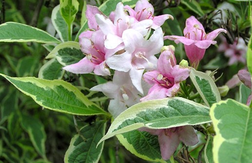 Rosenprakttry 'Variegata', blomma