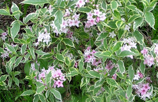 Rosenprakttry 'Variegata'