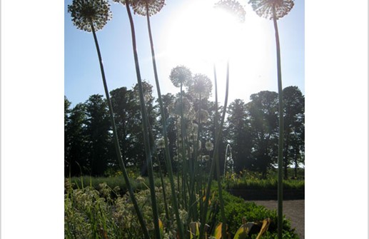 Jättelök, överblommad