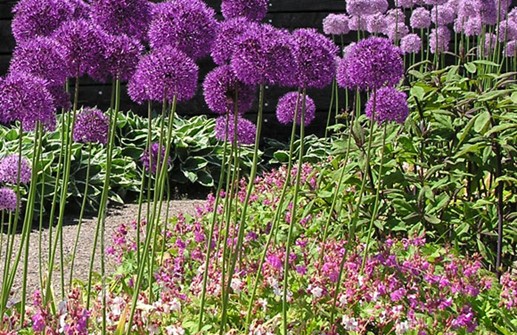 Jättelök i plantering