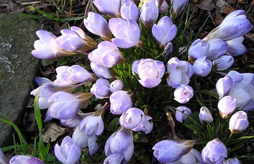 Blå bägarkrokus 'Blue Pearl'