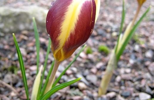 Bägarkrokus 'Gipsy Girl'