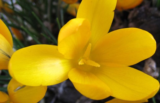 Gullkrokus 'Golden Yellow'